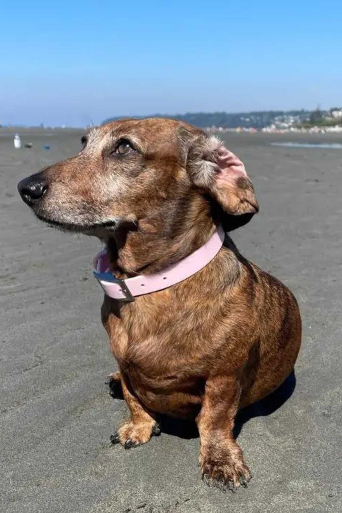 Waterproof Dog Collar - Light Pink