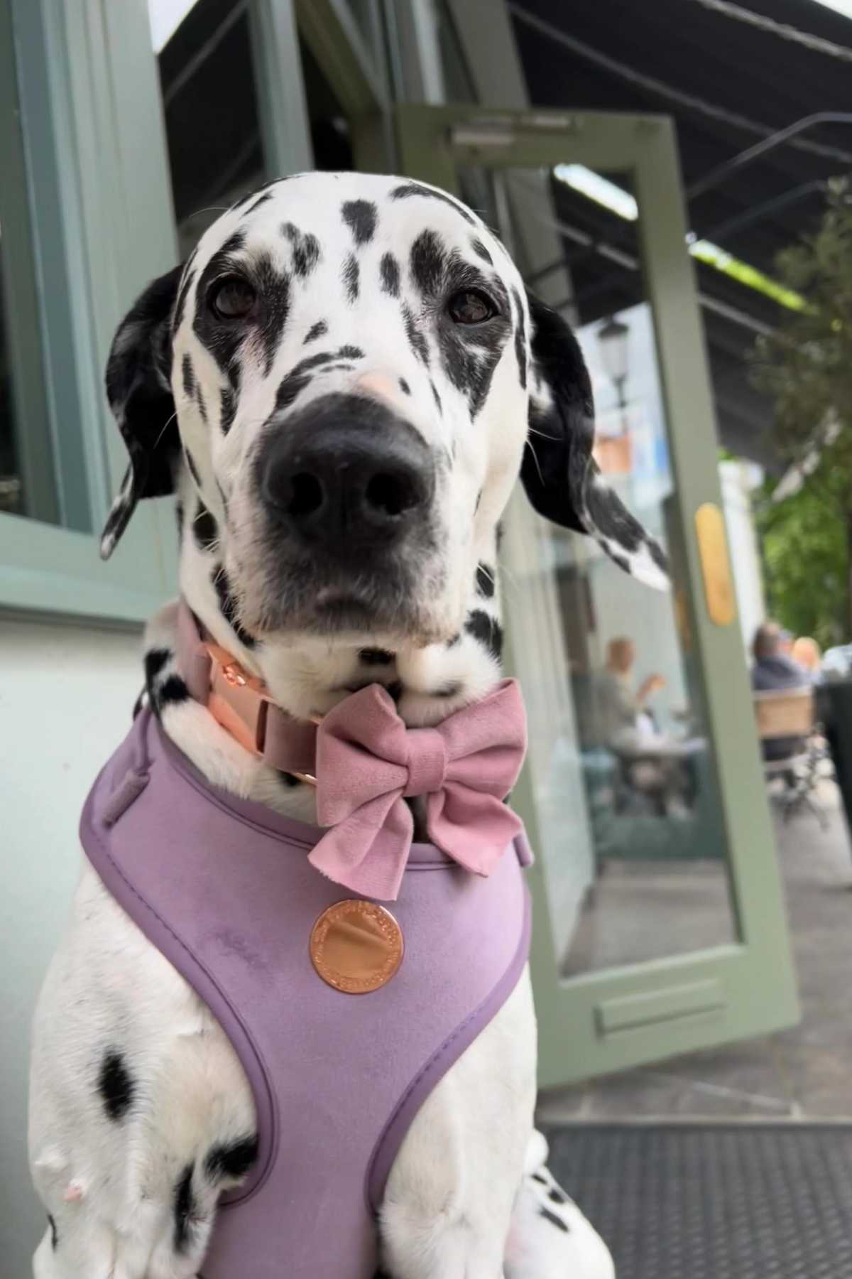 Velvet Lilac Dog Harness