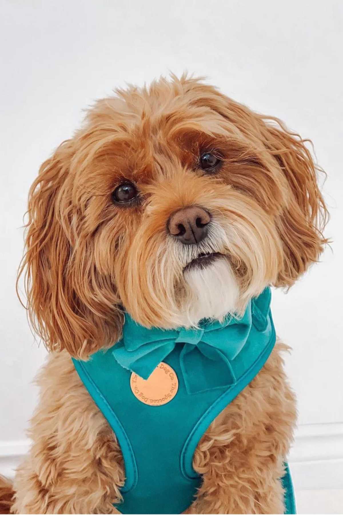 Velvet Ocean Blue Dog Harness